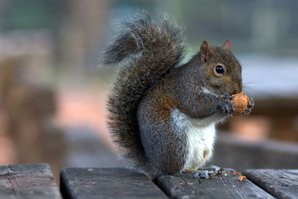 Sciurus carolinensis - Legnano (MI)